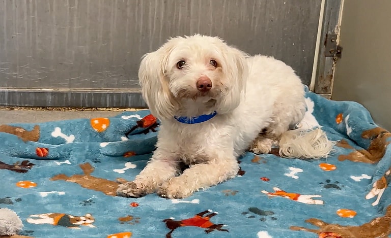 Sitting with dogs 73